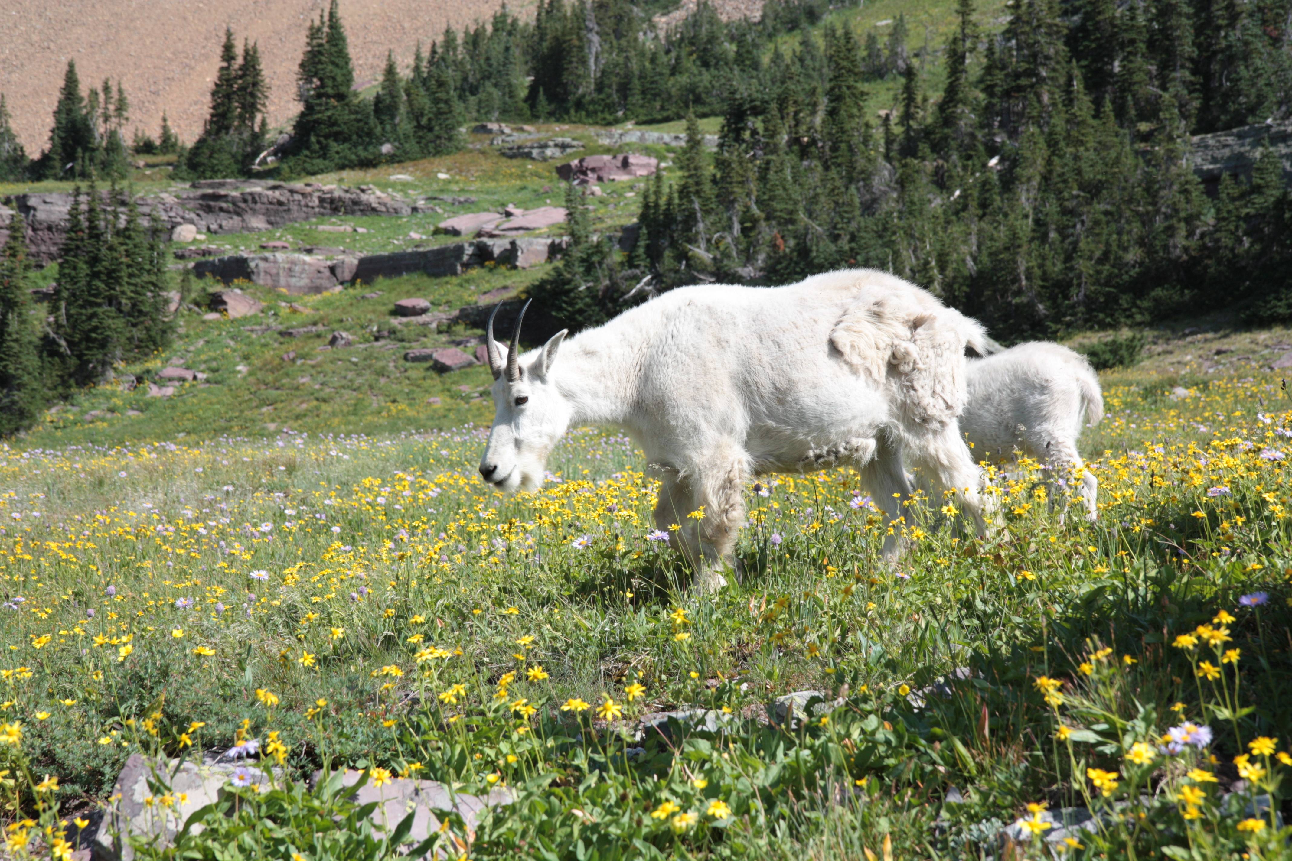 Glacier NP, Montana